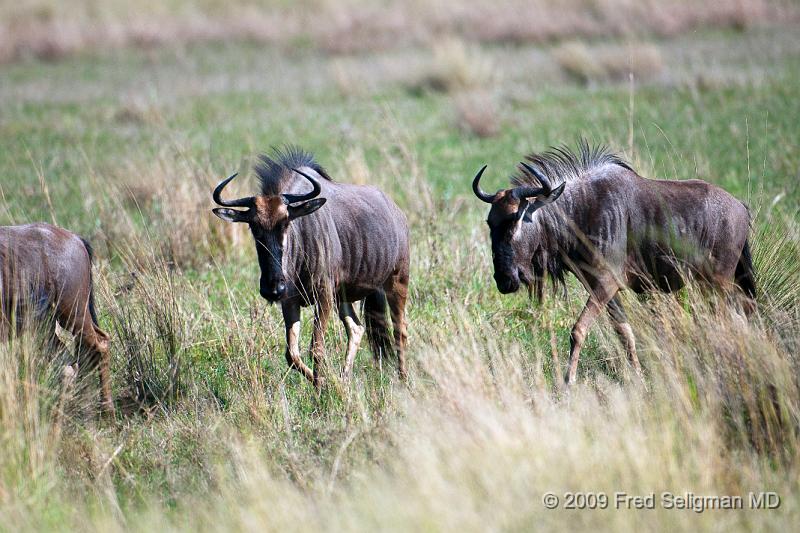 20090613_112529 D300 (1) X1.jpg - Wildebeast in Okavanga Delta, Botswana